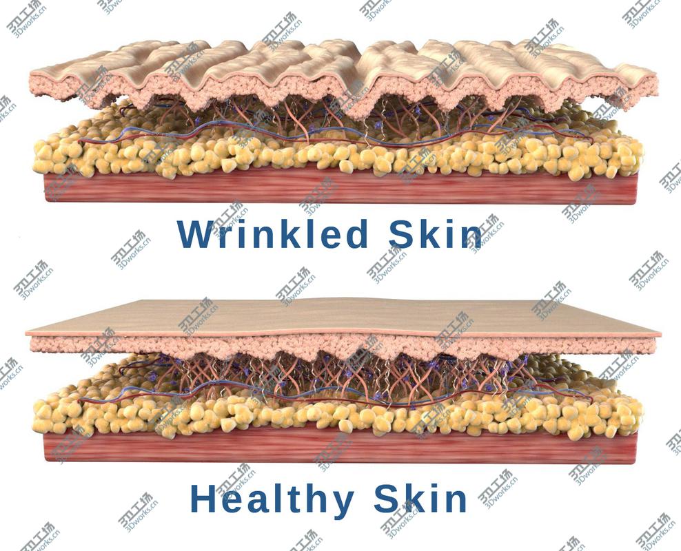 images/goods_img/202104023/Skin Cross Section 3D model/1.jpg